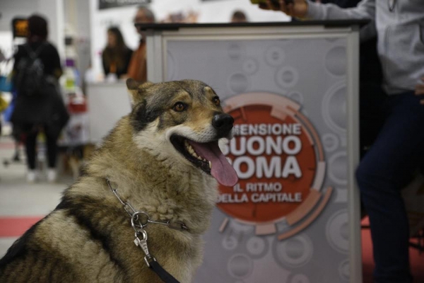 Quattro zampe in fiera 2018